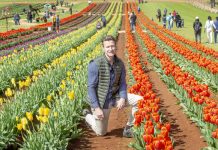 Tulip festival in full bloom