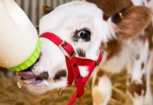 Collingwood Children’s Farm is turning forty