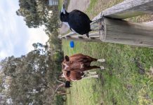 Collingwood Children’s Farm